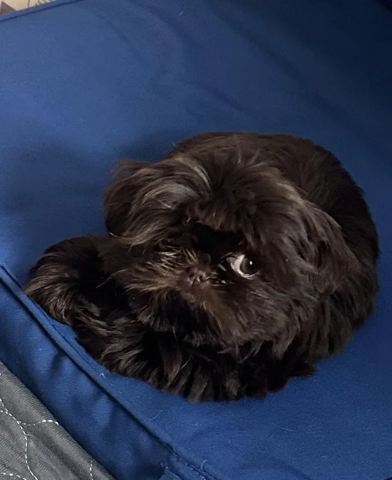 Poppy