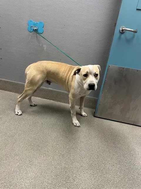 A young large-sized male Pit Bull Terrier dog named Bobo for adoption in Las Vegas, NV