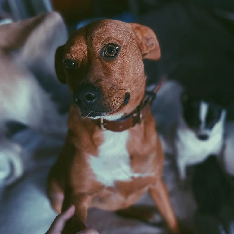 An adult medium-sized female Red / Chestnut / Orange Cattle Dog dog named Layla for adoption in Dover, NH