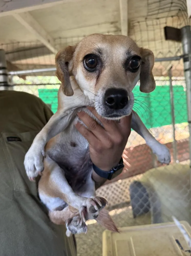 An adult small-sized female White / Cream Chihuahua dog named Opal for adoption in Manhattan, NY