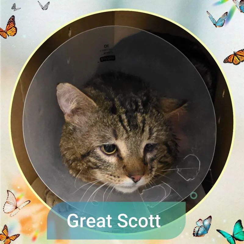 An adult large-sized male Brown / Chocolate Domestic Short Hair cat named Great Scott for adoption in Wheeling, IL