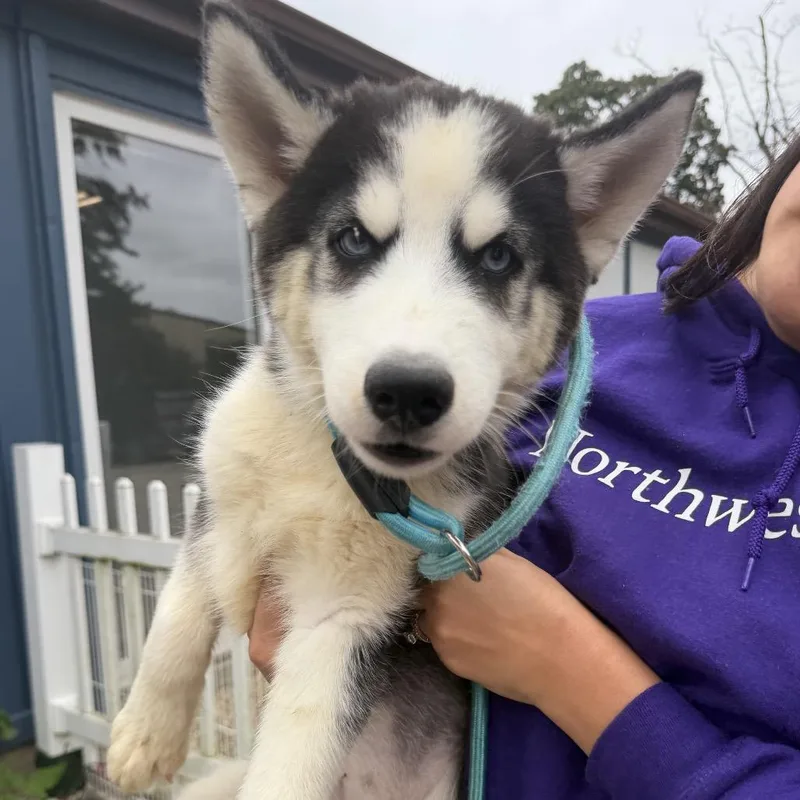 A baby small-sized male Black Husky dog named Earl for adoption in Northbrook, IL