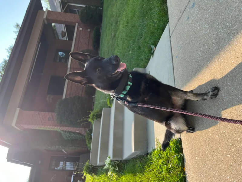 Nina Simone thumbnail 2