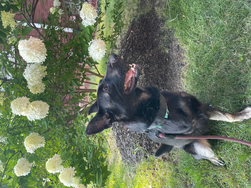 Nina Simone thumbnail 4