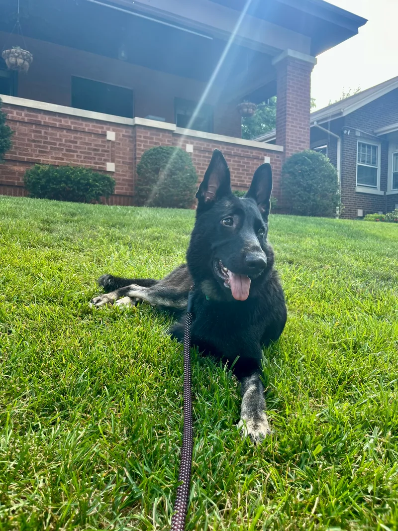 Nina Simone thumbnail 5