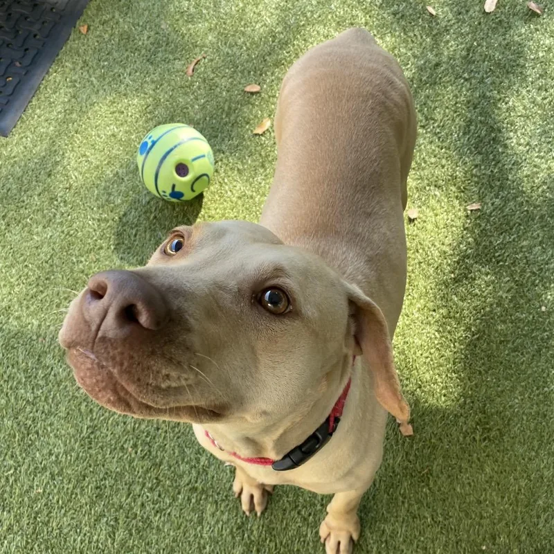An adult medium-sized female Yellow / Tan / Blond / Fawn Mixed Breed dog named Dubai for adoption in Titusville, FL