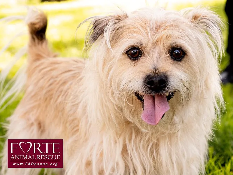 An adult small-sized male Yellow / Tan / Blond / Fawn Cairn Terrier dog named Cubby for adoption in Marina Del Rey, CA