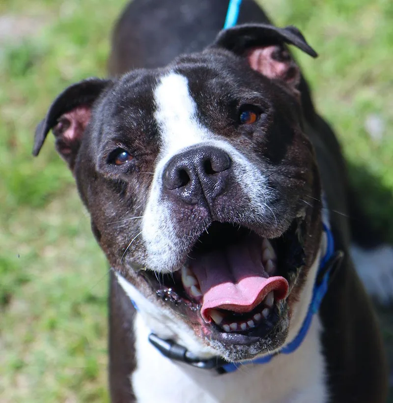 A senior large-sized male Black American Bulldog dog named Kingston for adoption in Kansas City, KS