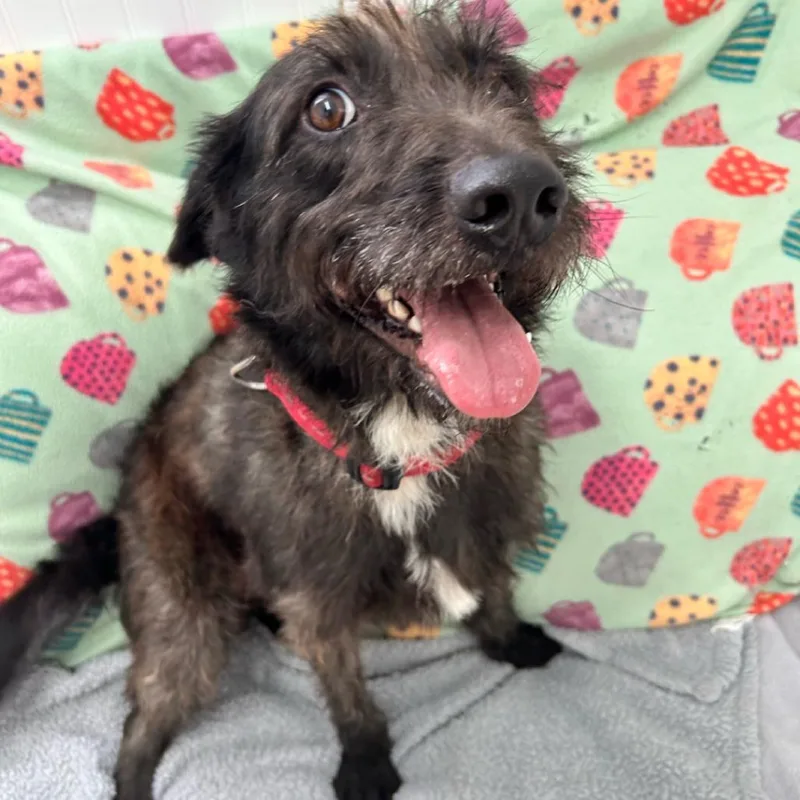 An adult medium-sized male Black Wirehaired Terrier dog named Alex for adoption in Falmouth, KY