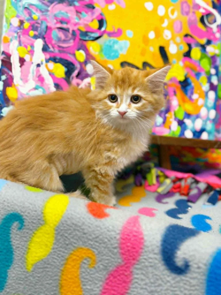 A baby small-sized female Domestic Long Hair cat named Mona Lisa for adoption in Effingham, IL