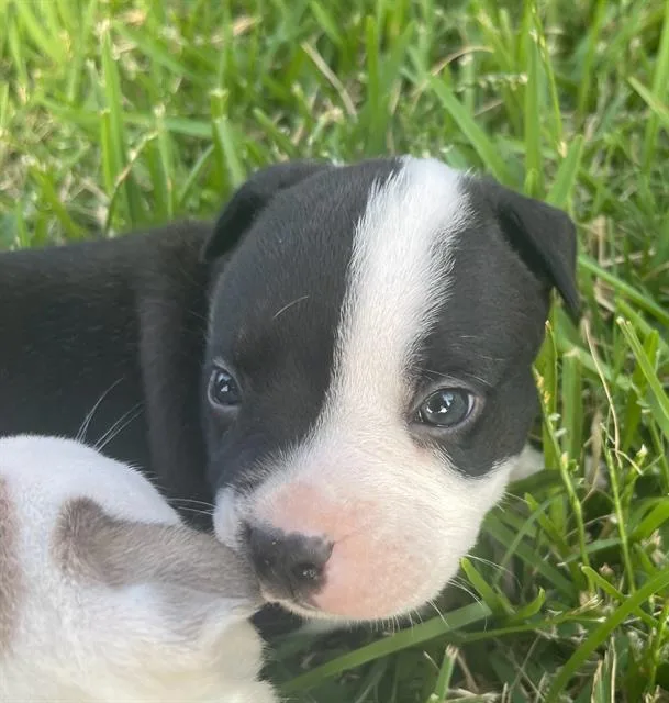 A baby large-sized male Mixed Breed dog named Stitch for adoption in Dallas, TX