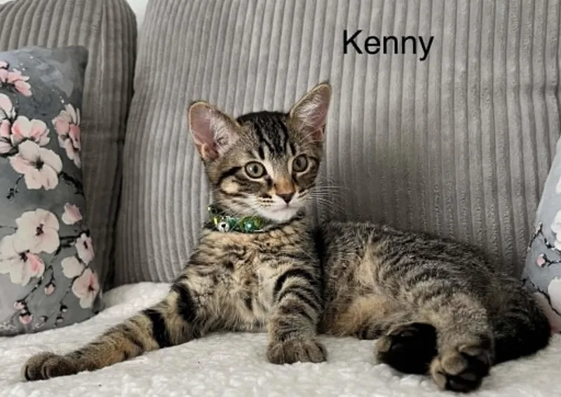 A baby medium-sized male Tabby (Brown / Chocolate) Tabby cat named Kenny for adoption in Wyandotte, MI
