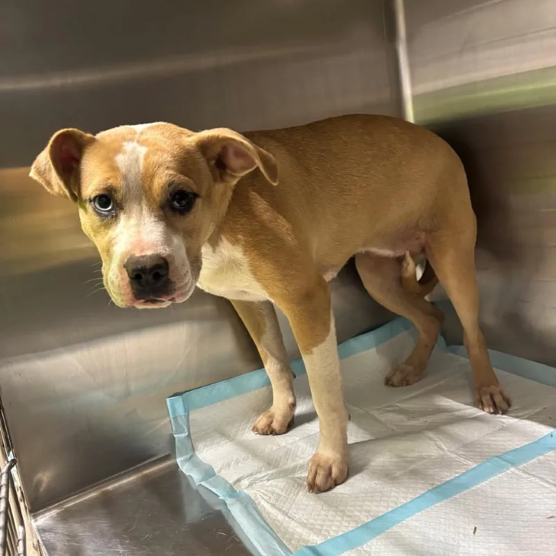 A young medium-sized female Yellow / Tan / Blond / Fawn Mixed Breed dog named Carrie for adoption in Pauls Valley, OK