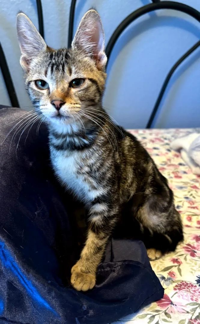 A young medium-sized male Domestic Short Hair cat named Tigger Boy for adoption in Phoenix, AZ
