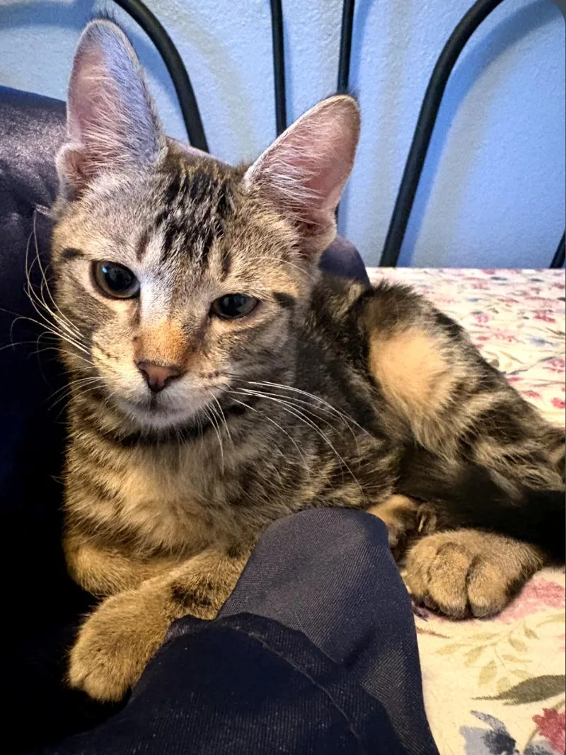 Tigger Boy thumbnail 2