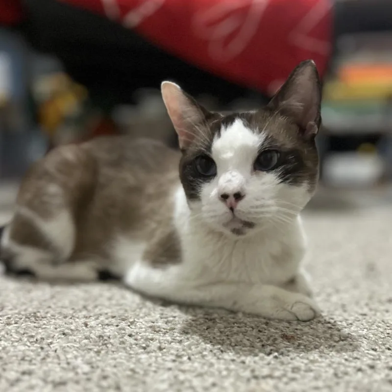 A young small-sized male Siamese cat named Simon for adoption in Philadelphia, PA