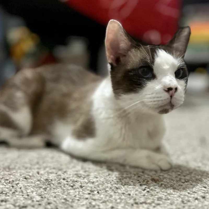 Simon thumbnail 3