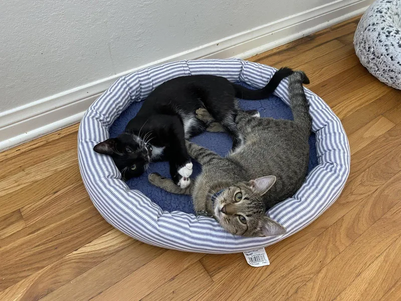 Kissy Kash thumbnail 2