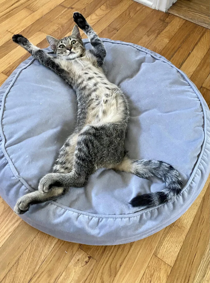 Kissy Kash thumbnail 3