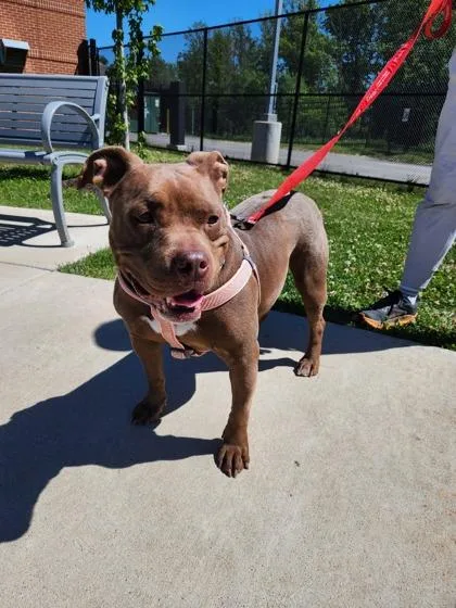 An adult medium-sized female Mixed Breed dog named Cocoa for adoption in Fairfax, VA
