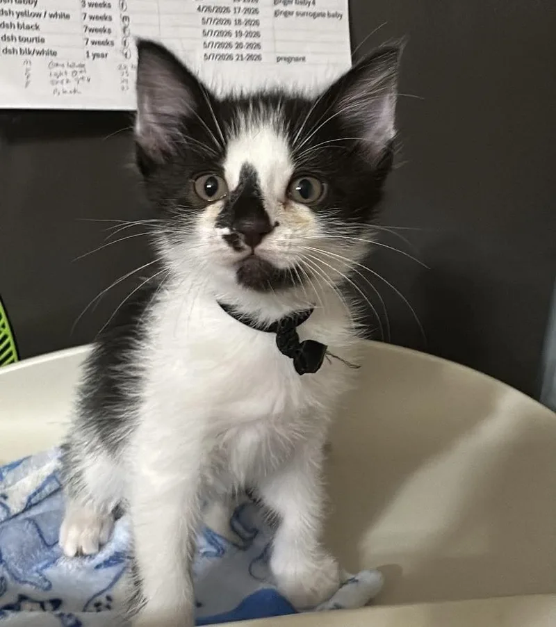 A baby medium-sized male Domestic Medium Hair cat named Halibut for adoption in Bolivar, MO