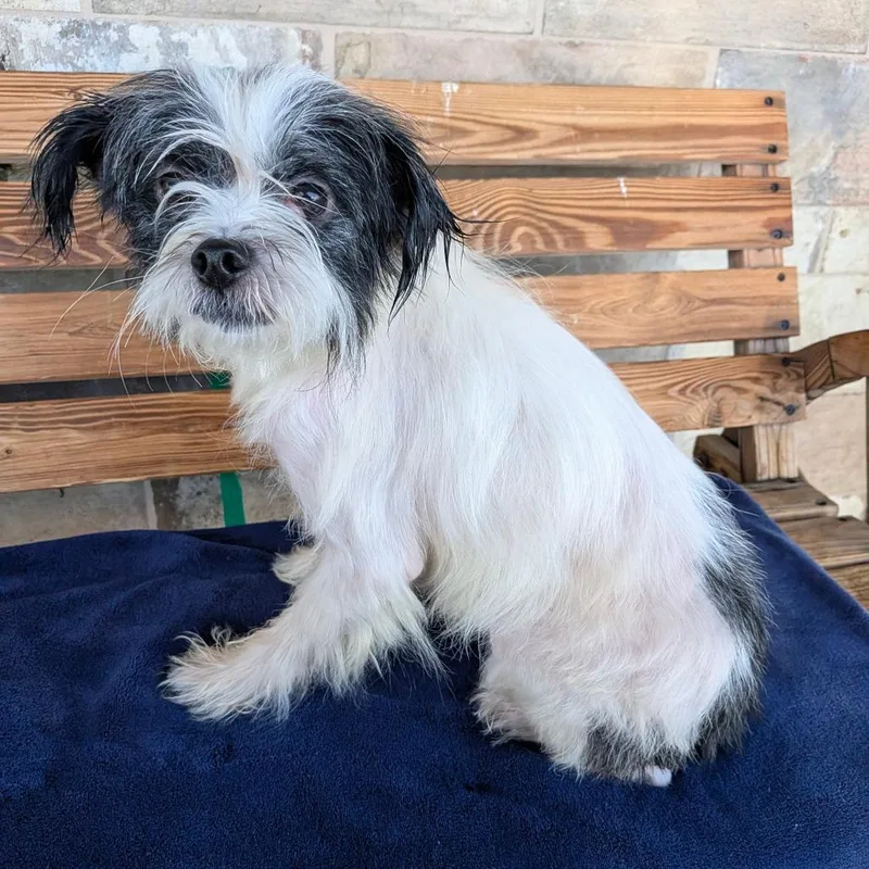 A young small-sized male Black Parson Russell Terrier dog named Pong for adoption in Chico, CA