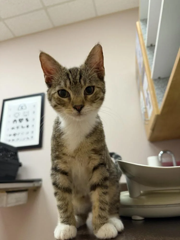 A baby small-sized male Domestic Short Hair cat named Ash for adoption in Carrollton, VA