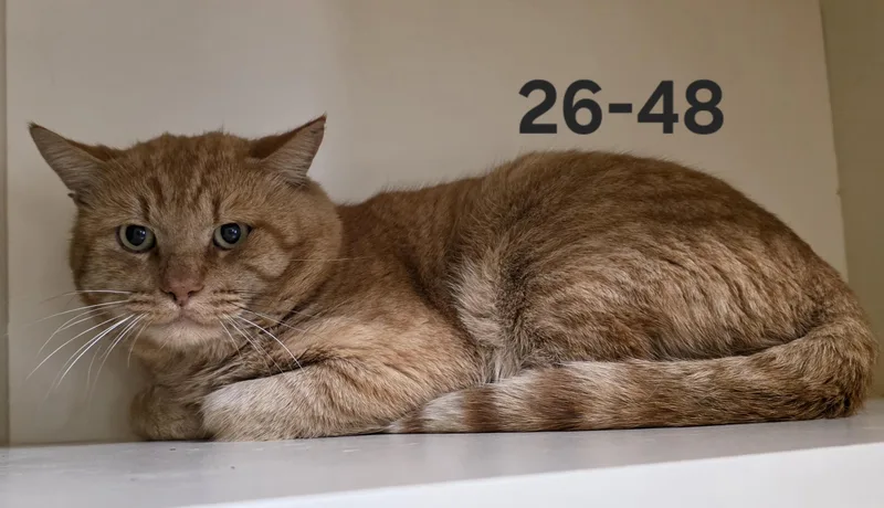 An adult large-sized male Domestic Short Hair cat named 26-48 for adoption in Ridgecrest, CA