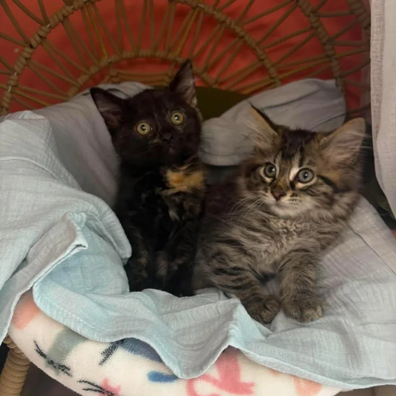 A baby small-sized male Brown / Chocolate Domestic Long Hair cat named Orpheus for adoption in Lexington, KY