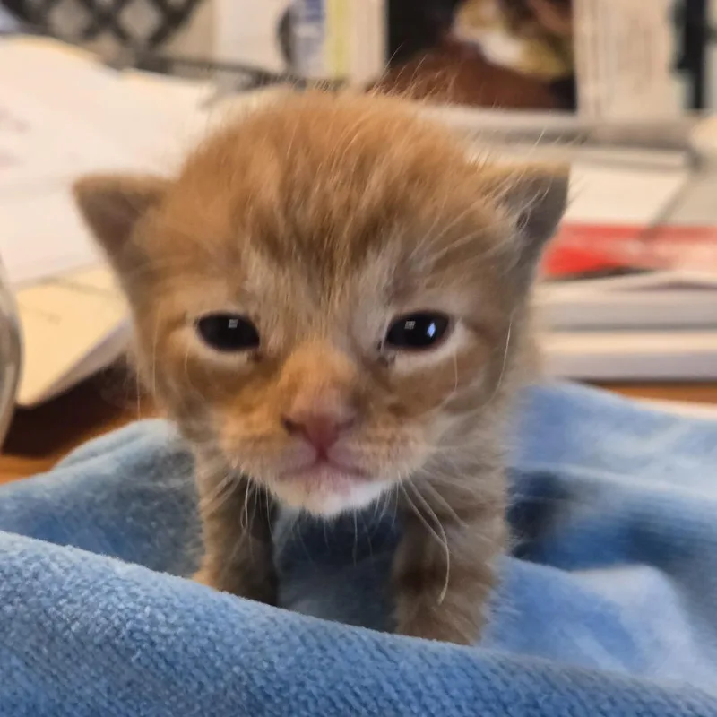 A baby small-sized female Orange / Red Domestic Short Hair cat named Miso for adoption in Desert Hot Springs, CA