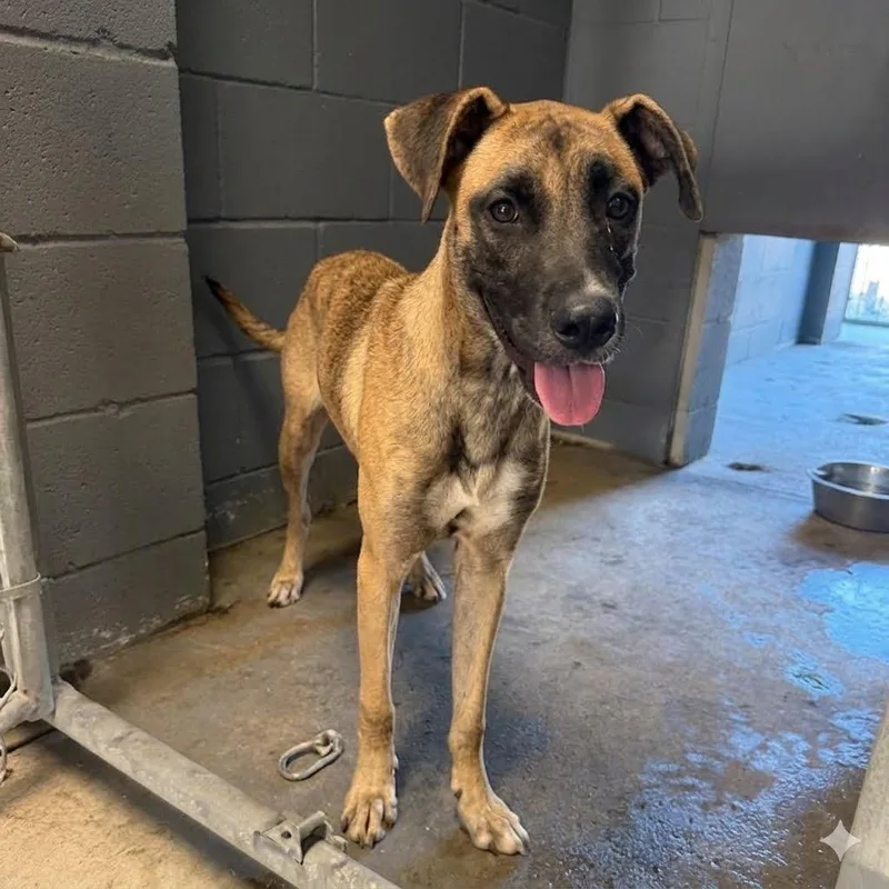 A young medium-sized female Brown / Chocolate Mixed Breed dog named Maverick for adoption in Austin, TX