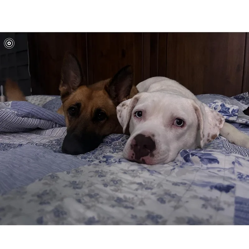A young large-sized male White / Cream Dogo Argentino dog named Frosty for adoption in Martinez, CA
