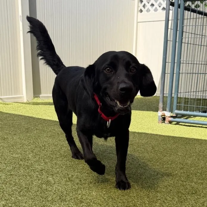 A young medium-sized male Black Retriever dog named Buddy for adoption in Titusville, FL