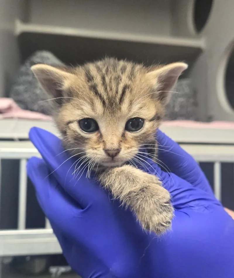 A baby small-sized female Domestic Short Hair cat named TC Bangle for adoption in Greencastle, IN