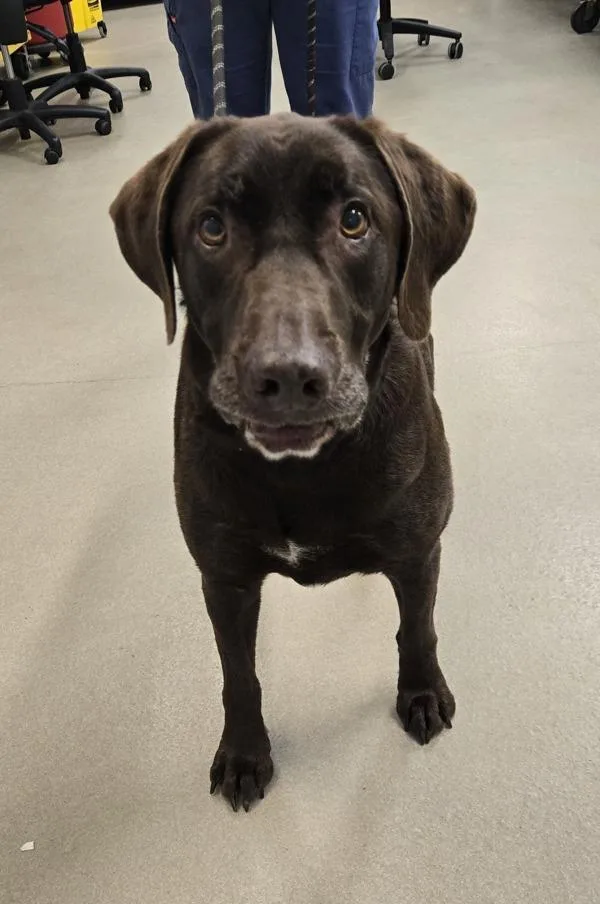 An adult large-sized male Labrador Retriever dog named Luca for adoption in Millersville, MD