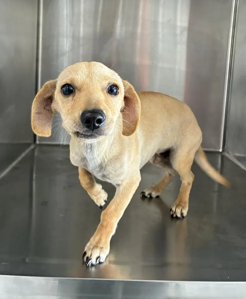A baby small-sized male White / Cream Chihuahua dog named Sam for adoption in Manhattan, NY