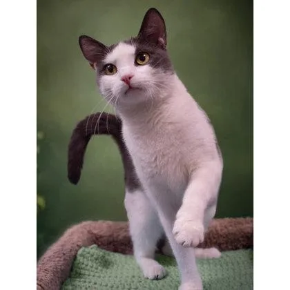 An adult medium-sized female Domestic Short Hair cat named Jewel Westborough for adoption in Hudson, MA