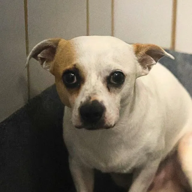 An adult small-sized male Terrier dog named Mason for adoption in San Antonio, TX