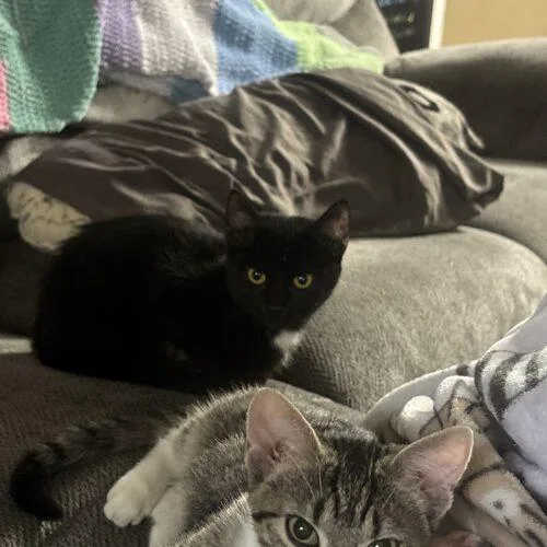 A baby small-sized male Domestic Short Hair cat named Charlie for adoption in Kirksville, MO