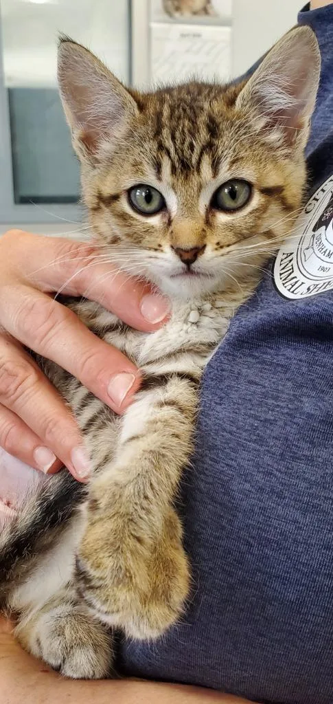 A baby medium-sized female Domestic Short Hair cat named Mae Pa for adoption in Denham Springs, LA