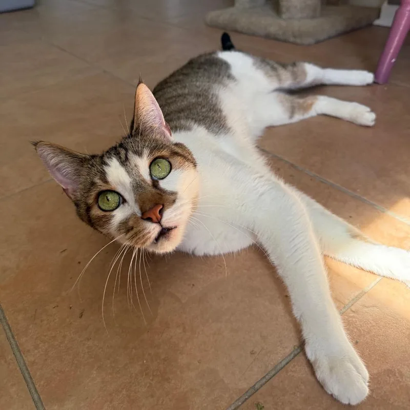 A young large-sized male Tabby (Brown / Chocolate) Domestic Short Hair cat named Brownie for adoption in Fenton, MI