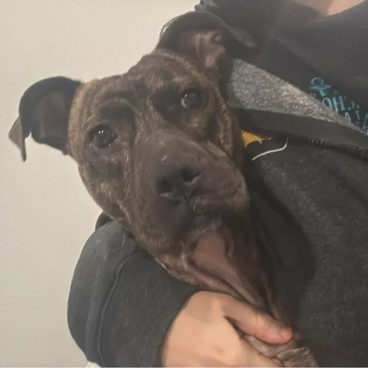 Princess Potato thumbnail 2