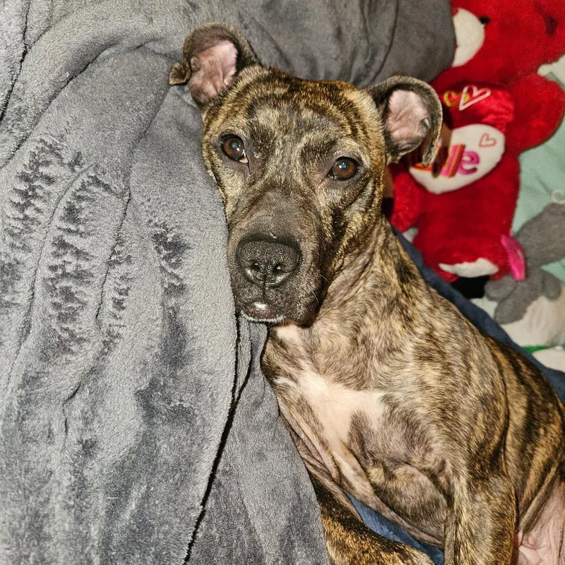 Princess Potato thumbnail 3