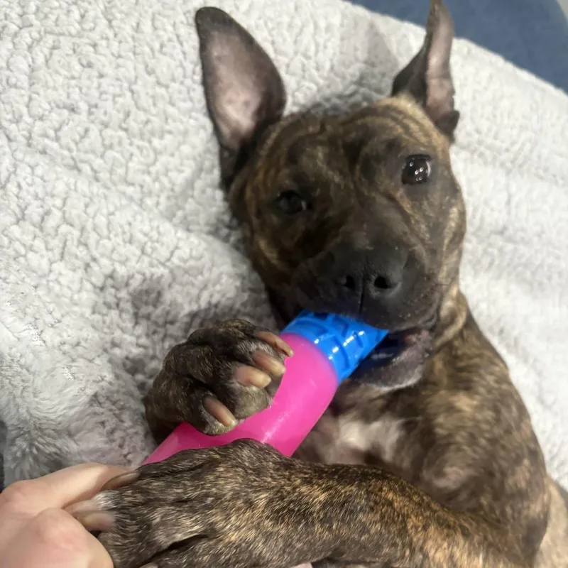 Princess Potato thumbnail 4