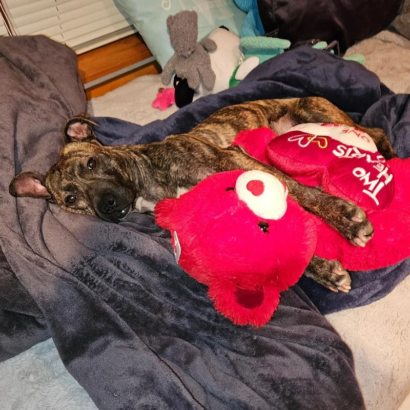 Princess Potato thumbnail 5