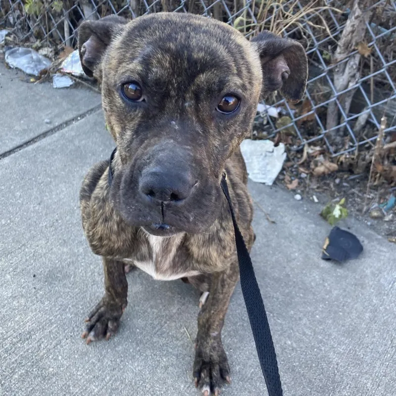 Princess Potato thumbnail 6