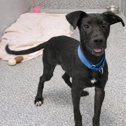 Lucky Charm thumbnail 3