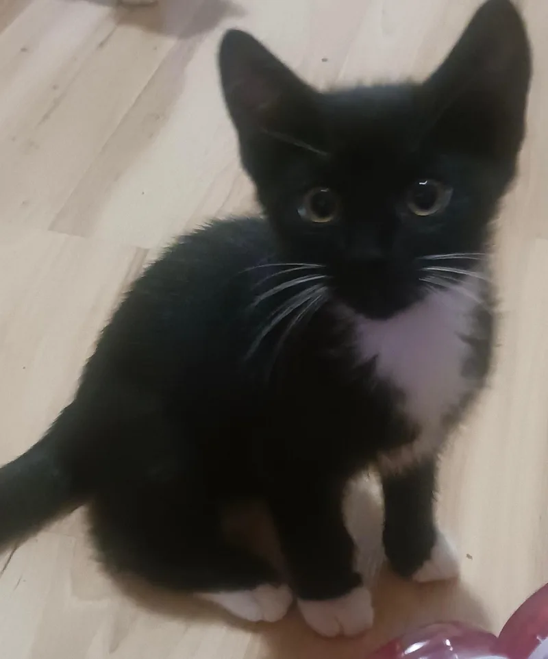 A baby small-sized male Black & White / Tuxedo Domestic Short Hair cat named Blue for adoption in Indianapolis, IN