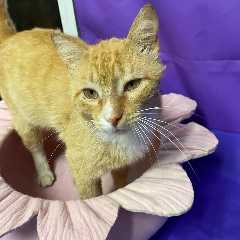 An adult medium-sized male Orange / Red Domestic Short Hair cat named Gustav for adoption in North Myrtle Beach, SC