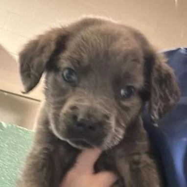 A young small-sized male Gray / Blue / Silver Labrador Retriever dog named Rigby for adoption in Gadsden, AL